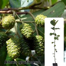 Attēlu rezultāti vaicājumam “Alnus”