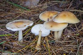 Attēlu rezultāti vaicājumam “Collybia sp.”