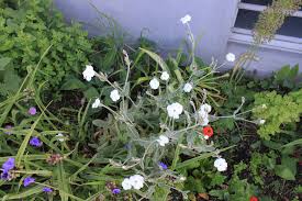Image result for Lychnis coronaria alba