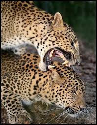 Afbeeldingsresultaat voor panters