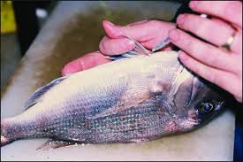 Image result for Pagrus auratus