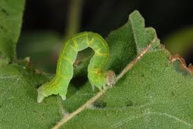 Attēlu rezultāti vaicājumam “Cyclophora annularia”