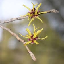 Attēlu rezultāti vaicājumam “Hamamelis japonica leaf”