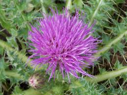 Attēlu rezultāti vaicājumam “Cirsium acaule flower”