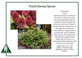 Attēlu rezultāti vaicājumam “Picea”