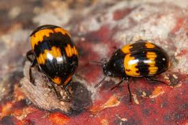 Attēlu rezultāti vaicājumam “Diaperis boleti”