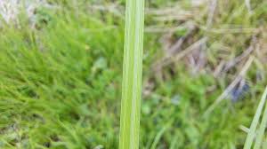 Attēlu rezultāti vaicājumam “Carex acuta leaf”