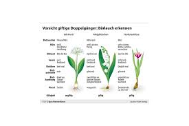 Image result for Bärlauch