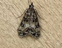 Attēlu rezultāti vaicājumam “Eudonia lacustrata”