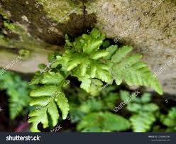 Attēlu rezultāti vaicājumam “Dryopteris cristata”