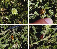 Attēlu rezultāti vaicājumam “Leptinotarsa decemlineata”