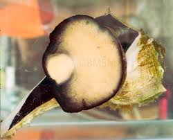 Image result for Sinistrofulgur perversum