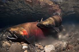 Image result for Oncorhynchus kisutch