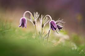 Attēlu rezultāti vaicājumam “Pulsatilla pratensis flower”