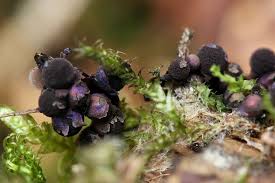 Attēlu rezultāti vaicājumam “Lamproderma sp.”