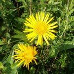 Attēlu rezultāti vaicājumam “Inula salicina flower”