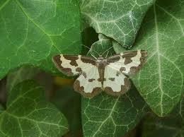 Attēlu rezultāti vaicājumam “Lomaspilis marginata”