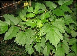 Attēlu rezultāti vaicājumam “Actaea spicata”