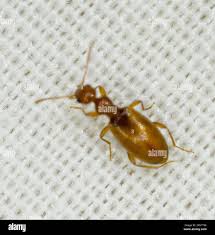 Attēlu rezultāti vaicājumam “Anthicidae”