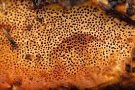 Attēlu rezultāti vaicājumam “Phellinus chrysoloma”