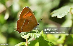 Attēlu rezultāti vaicājumam “Thecla betulae female”