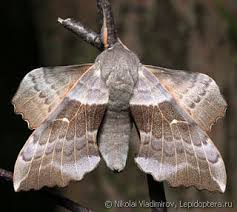 Attēlu rezultāti vaicājumam “Laothoe populi”