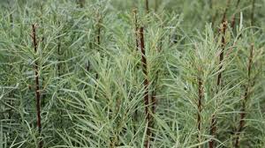 Attēlu rezultāti vaicājumam “Salix”