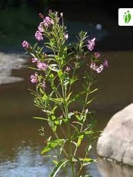 Attēlu rezultāti vaicājumam “Epilobium hirsutum”