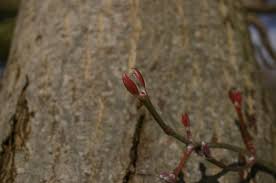 Attēlu rezultāti vaicājumam “Acer rufinerve flower”
