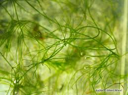 Attēlu rezultāti vaicājumam “Nitella flexilis”