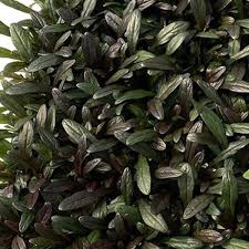 Attēlu rezultāti vaicājumam “Ajuga reptans”