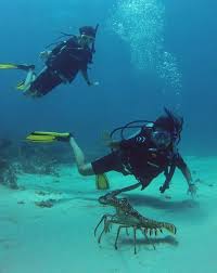 Image result for Maverick Divers