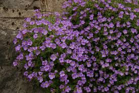 Attēlu rezultāti vaicājumam “Aubrieta deltoidea”