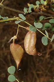 Image result for Colutea x media (arborescens x orientalis)