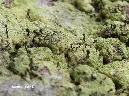 Attēlu rezultāti vaicājumam “Microcalicium disseminatum”