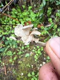 Attēlu rezultāti vaicājumam “Arrhenia retiruga”