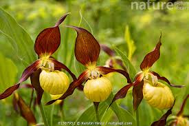 Attēlu rezultāti vaicājumam “Cypripedium calceolus flower”