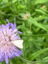 Attēlu rezultāti vaicājumam “Udea lutealis”