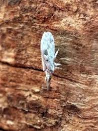 Attēlu rezultāti vaicājumam “Coniopterygidae”