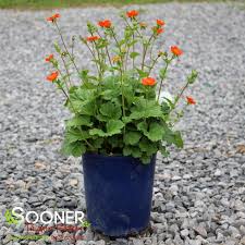 Attēlu rezultāti vaicājumam “Geum”