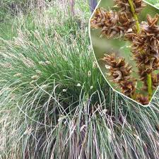 Attēlu rezultāti vaicājumam “Carex paniculata”