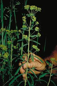 Attēlu rezultāti vaicājumam “Euphorbia virgata flower”