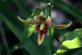 Attēlu rezultāti vaicājumam “Epirranthis diversata upperside”