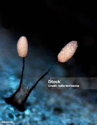 Attēlu rezultāti vaicājumam “Arcyria cinerea spores”