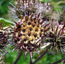 Attēlu rezultāti vaicājumam “Arctium tomentosum leaf”