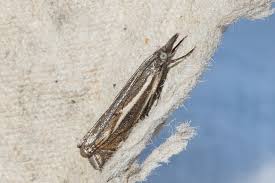 Attēlu rezultāti vaicājumam “Crambus hamella”