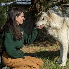 Image result for Westgate Wolves A.R.L.F.C.