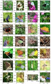 Attēlu rezultāti vaicājumam “Lepidoptera”