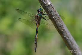 Attēlu rezultāti vaicājumam “Somatochlora flavomaculata”