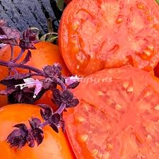 Afbeeldingsresultaat voor belarus orange tomato